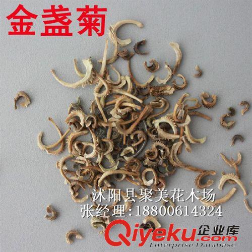 花環(huán)菊種子 種子批發(fā) 草花種子 花卉種子 花環(huán)菊草籽原始圖片2