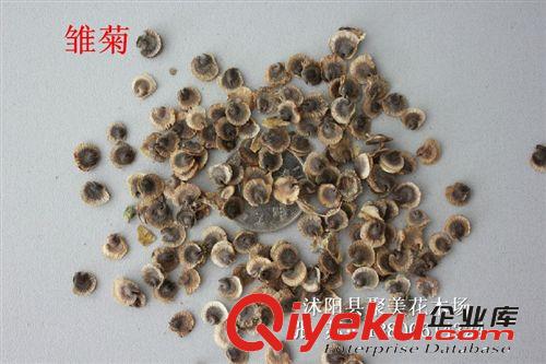 雛菊種子 草本種子 花卉種子 種子批發原始圖片2