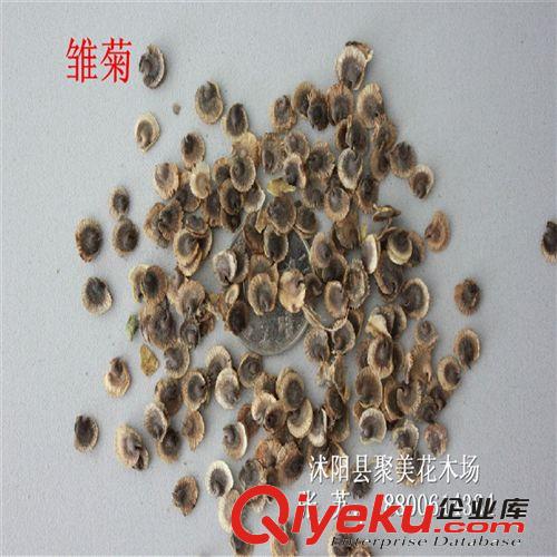 雛菊種子 草本種子 花卉種子 種子批發原始圖片3