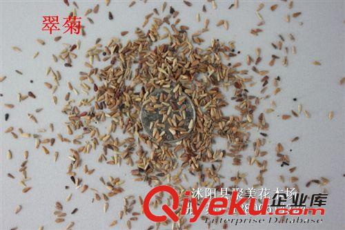 翠菊種子 草本種子 草本花卉 種子批發(fā)原始圖片2