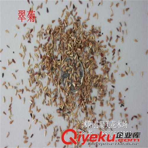 翠菊種子 草本種子 草本花卉 種子批發(fā)原始圖片3