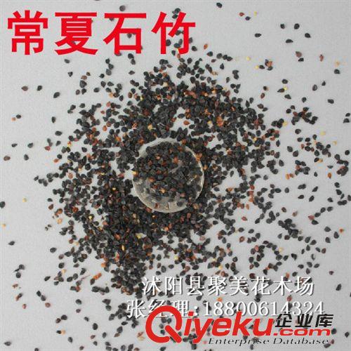 狗牙根草籽 狗牙根草種 草坪種子 進口種子批發 狗牙根種子