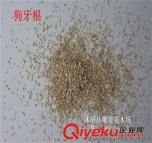 剪股穎種子 剪股穎草籽 進口草坪種子批發
