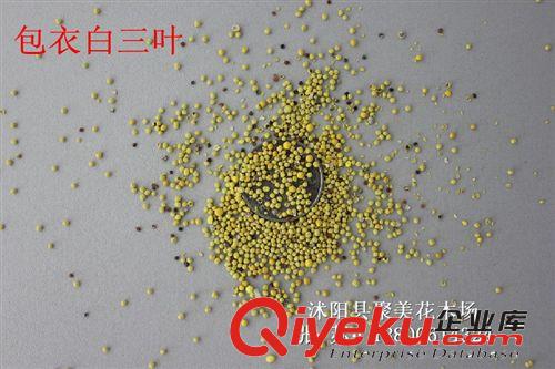 草坪種子批發 白花三葉草種子 白花三葉草草籽 白三葉種子原始圖片2