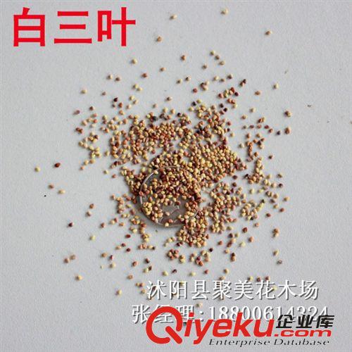 草坪種子批發 白花三葉草種子 白花三葉草草籽 白三葉種子原始圖片3
