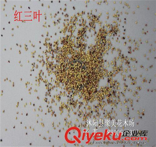百喜草種子 百喜草籽 草坪種子 進口種子批發