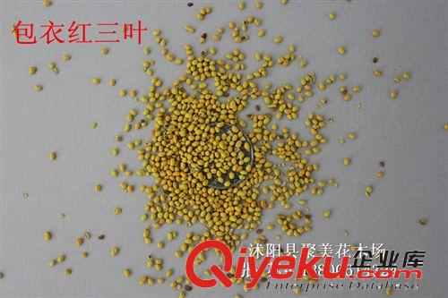 進(jìn)口種子批發(fā) 紅花三葉草種子 紅三葉種子 紅三葉草草籽批發(fā)原始圖片2