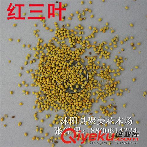 進(jìn)口種子批發(fā) 紅花三葉草種子 紅三葉種子 紅三葉草草籽批發(fā)原始圖片3
