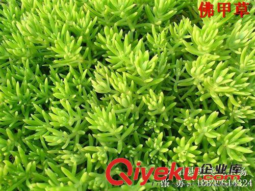 佛甲草 佛甲草種子 屋頂綠化 草坪草種 垂直綠化 植物種子批發(fā)