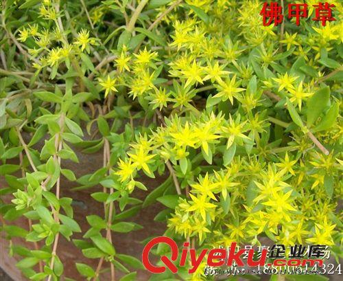 佛甲草 佛甲草種子 屋頂綠化 草坪草種 垂直綠化 植物種子批發(fā)原始圖片2