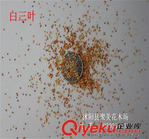 佛甲草 佛甲草種子 屋頂綠化 草坪草種 垂直綠化 植物種子批發(fā)
