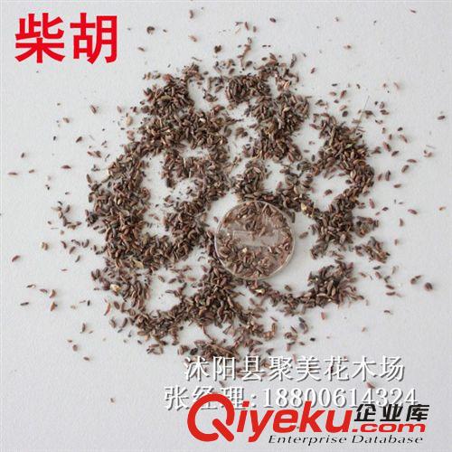除蟲菊種子 白花除蟲菊種子 草本種子 種子批發