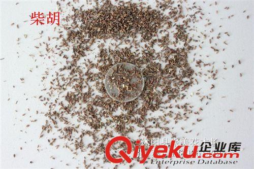 柴胡種子 藥材種子 種子批發原始圖片2