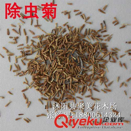 車前子種子 車前草種子 種子批發(fā) 藥材種子
