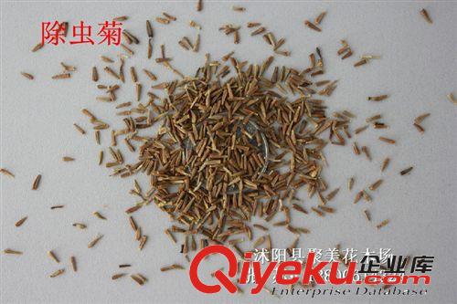 除蟲菊種子 白花除蟲菊種子 草本種子 種子批發原始圖片2