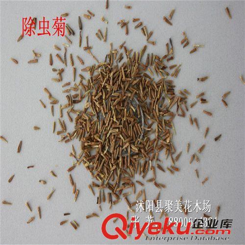 除蟲菊種子 白花除蟲菊種子 草本種子 種子批發原始圖片3