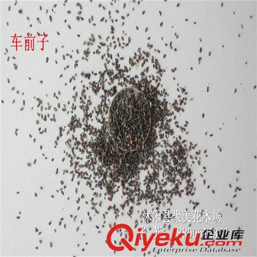 車前子種子 車前草種子 種子批發(fā) 藥材種子原始圖片3