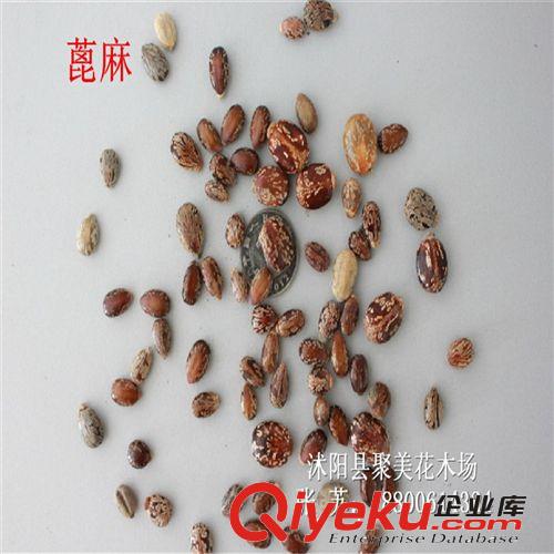 畢澄茄種子 作物種子 進口批發種子