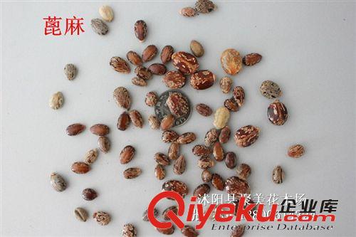 蓖麻種子 當年新采蓖麻種子 種子批發(fā)原始圖片3