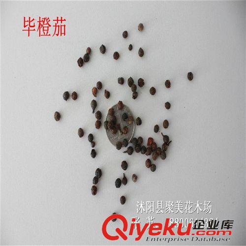 藥材種子批發(fā) 板藍(lán)根種子 zcy種子 植物種子