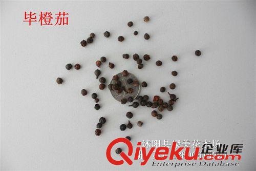 畢澄茄種子 作物種子 進口批發種子原始圖片2