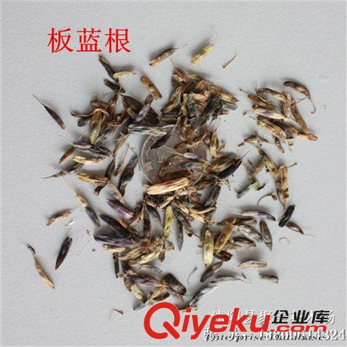 白花蛇舌草種子 白花蛇舌草籽 名貴藥材種子 種子批發