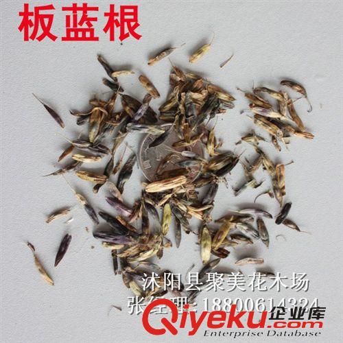 藥材種子批發(fā) 板藍(lán)根種子 zcy種子 植物種子原始圖片2