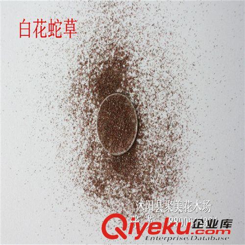 白花蛇舌草種子 白花蛇舌草籽 名貴藥材種子 種子批發(fā)