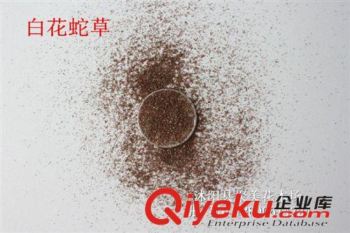 白花蛇舌草種子 白花蛇舌草籽 名貴藥材種子 種子批發