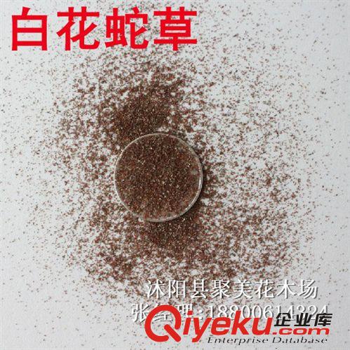 白花蛇舌草種子 白花蛇舌草籽 名貴藥材種子 種子批發
