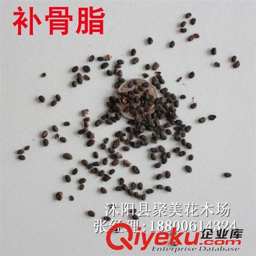 補骨脂種子  藥材種子 種子批發