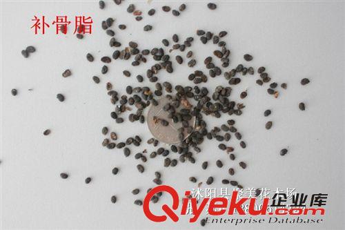 補骨脂種子  藥材種子 種子批發