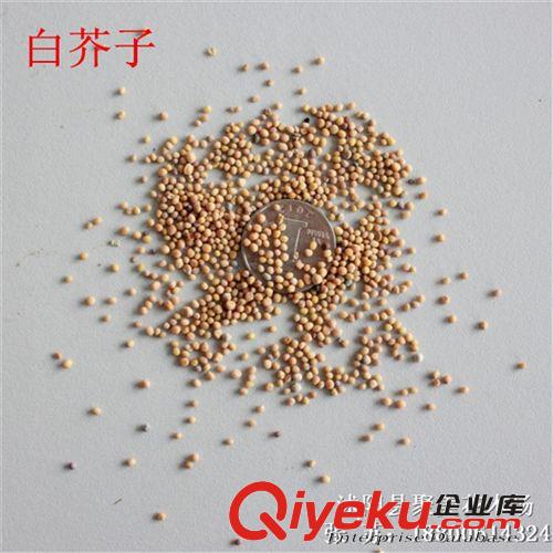 白芥子種子 藥材種子 優(yōu)質(zhì)種子批發(fā)