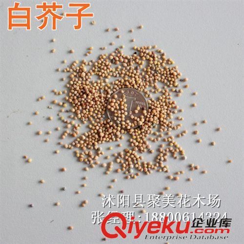 白芥子種子 藥材種子 優(yōu)質(zhì)種子批發(fā)原始圖片2