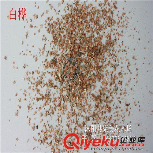 白樺種子 林木種子 名貴樹種子批發(fā)