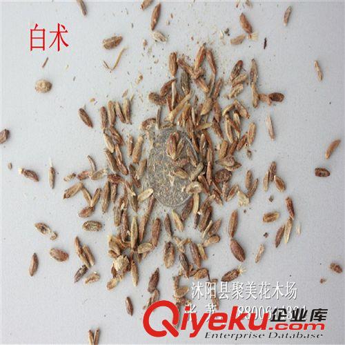 白術(shù)種子 名貴藥材種子 中藥材種子批發(fā)