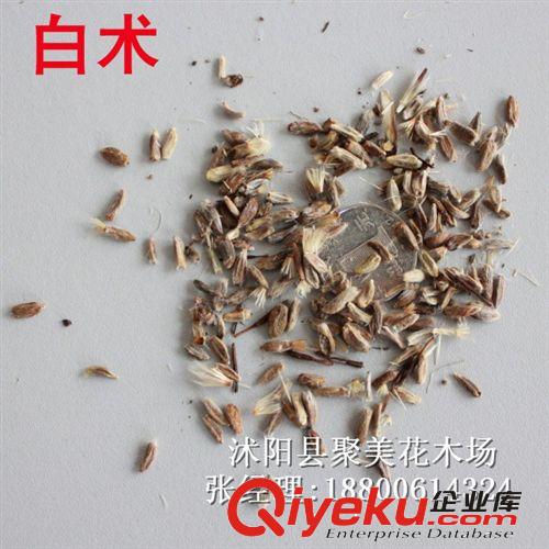 白術(shù)種子 名貴藥材種子 中藥材種子批發(fā)