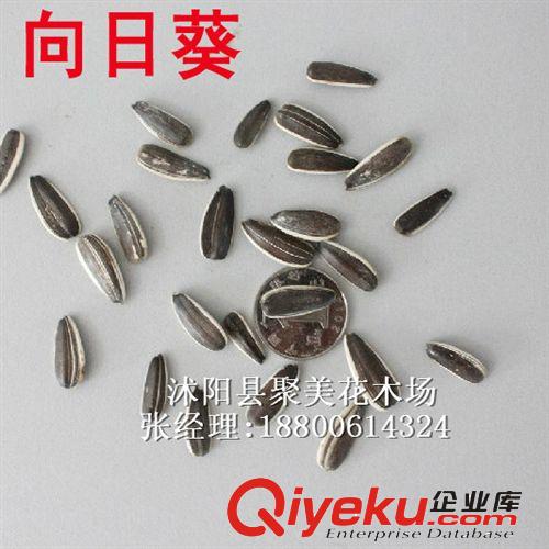 向日葵種子 種子批發(fā) 食用向日葵 花卉種子 觀賞向日葵