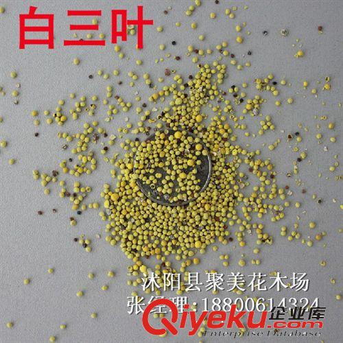 向日葵種子 種子批發 食用向日葵 花卉種子 觀賞向日葵