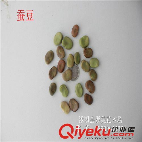 蠶豆種子 植物種子 種子批發(fā) 果實(shí)種子