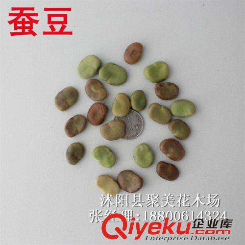 蠶豆種子 植物種子 種子批發 果實種子