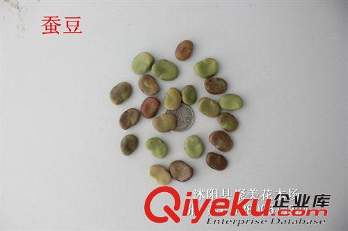 蠶豆種子 植物種子 種子批發 果實種子
