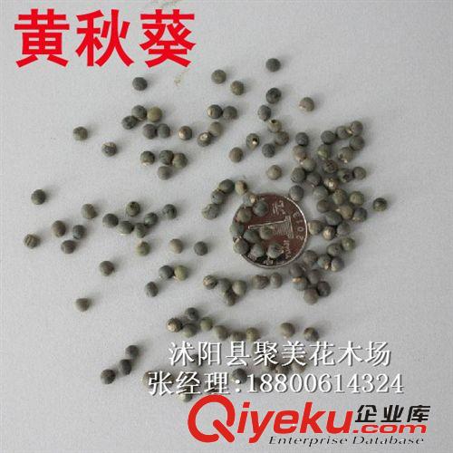 黃秋葵 bs菜種子 羊角豆蔬菜種子 黃秋葵 進(jìn)口種子 紅秋葵