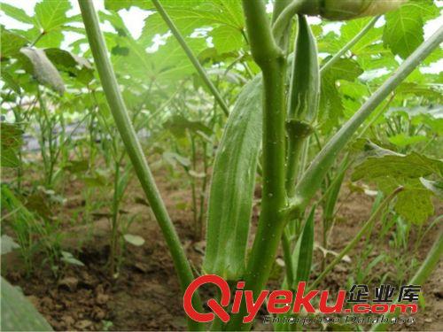 黃秋葵 bs菜種子 羊角豆蔬菜種子 黃秋葵 進口種子 紅秋葵