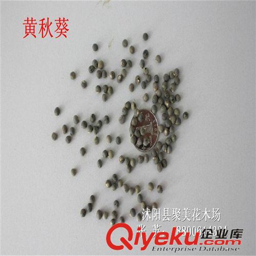 黃秋葵 bs菜種子 羊角豆蔬菜種子 黃秋葵 進口種子 紅秋葵