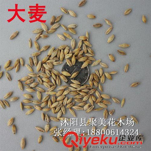 大麥種子 種子批發(fā) 植物種子