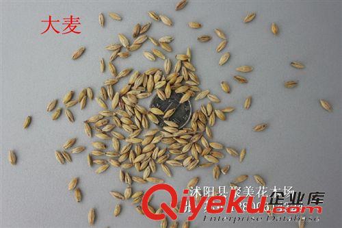 大麥種子 種子批發 植物種子