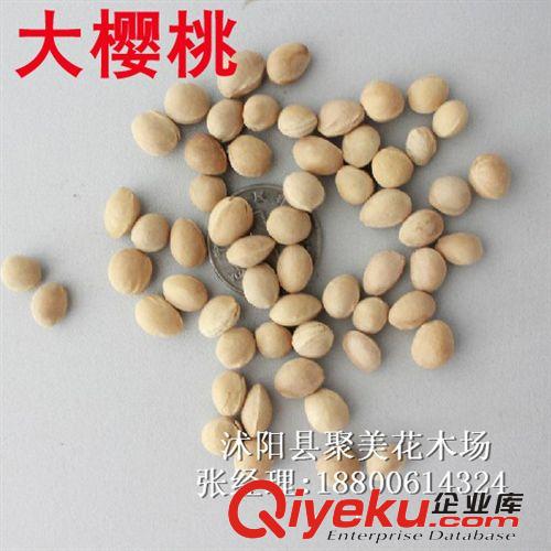 櫻桃種子 果樹種子 種子批發(fā)