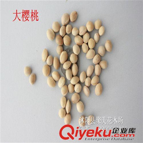 櫻桃種子 果樹種子 種子批發(fā)