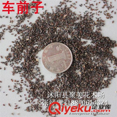 櫻桃種子 果樹種子 種子批發(fā)